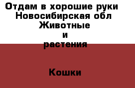 Отдам в хорошие руки - Новосибирская обл. Животные и растения » Кошки   